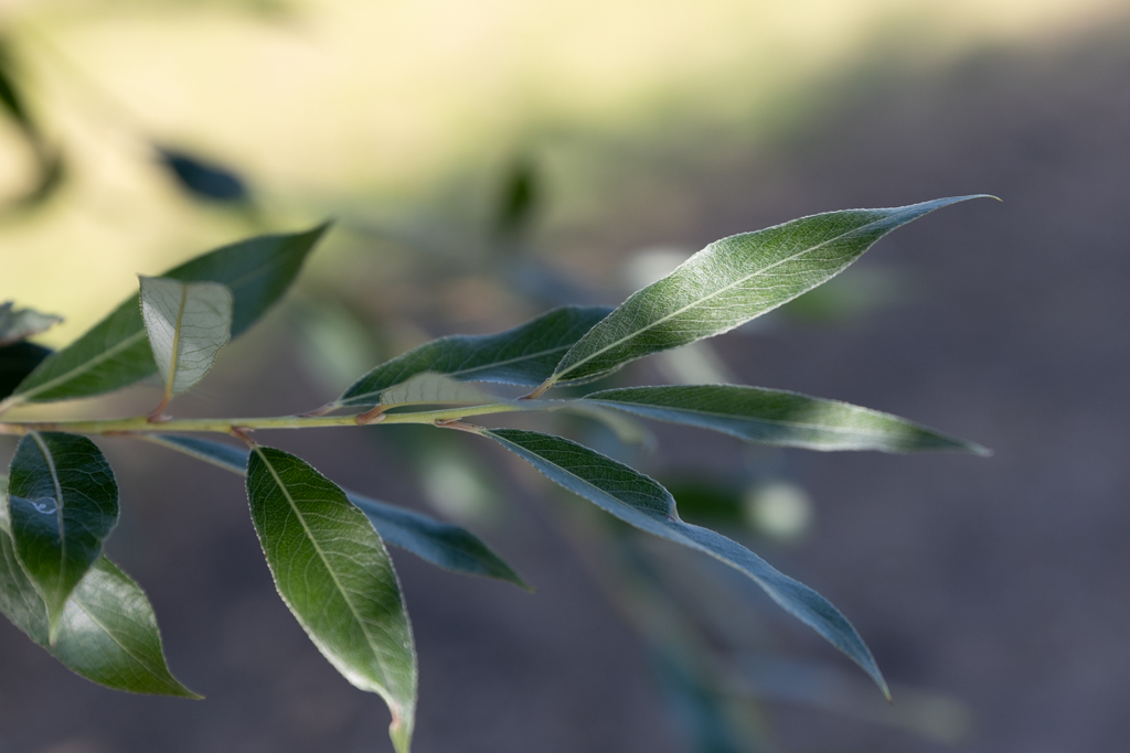 Salix alba Unikat